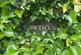 Additional image 15 of Dryslwyn, Carmarthen