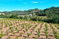 Additional image 62 of 25845 Dutcher Creek Rd, Cloverdale, CA, 95425