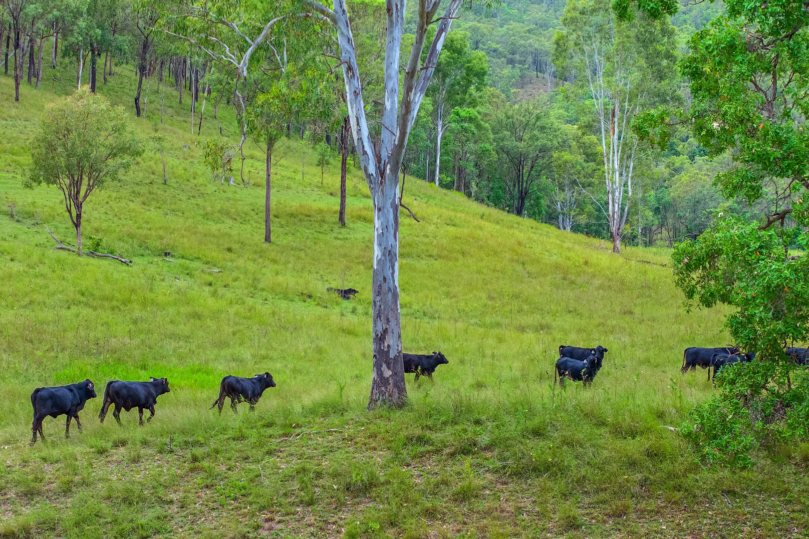 Additional image 9 of Lot 280 Baxter Road, Black Snake QLD 4600