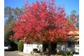 Additional image 21 of 8615 Fair Oaks Blvd, Carmichael, CA, 95608