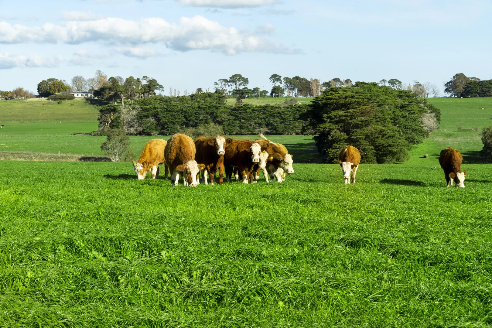 Additional image 13 of The Bend, Kellys Road, Panmure VIC 3265