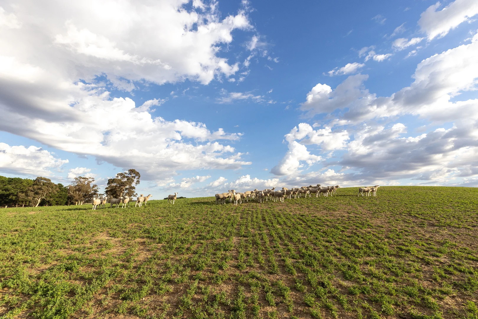 Additional image 15 of 2885 Frances Road, Bordertown SA 5268