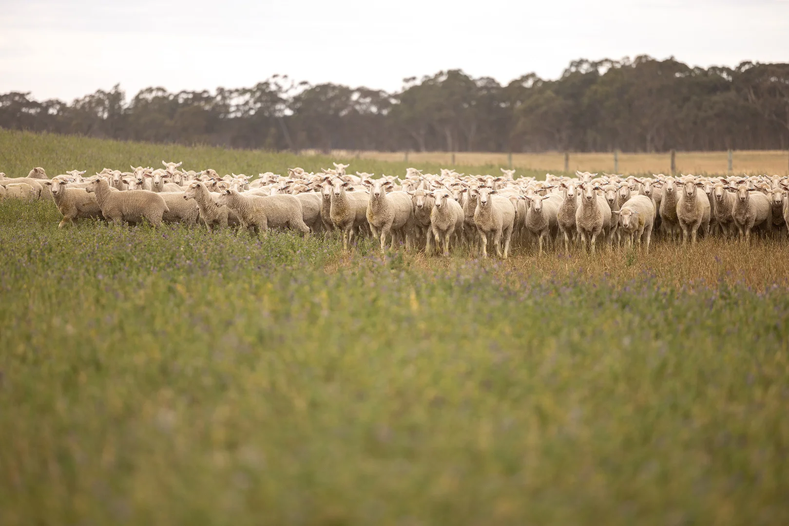 Additional image 16 of 2885 Frances Road, Bordertown SA 5268