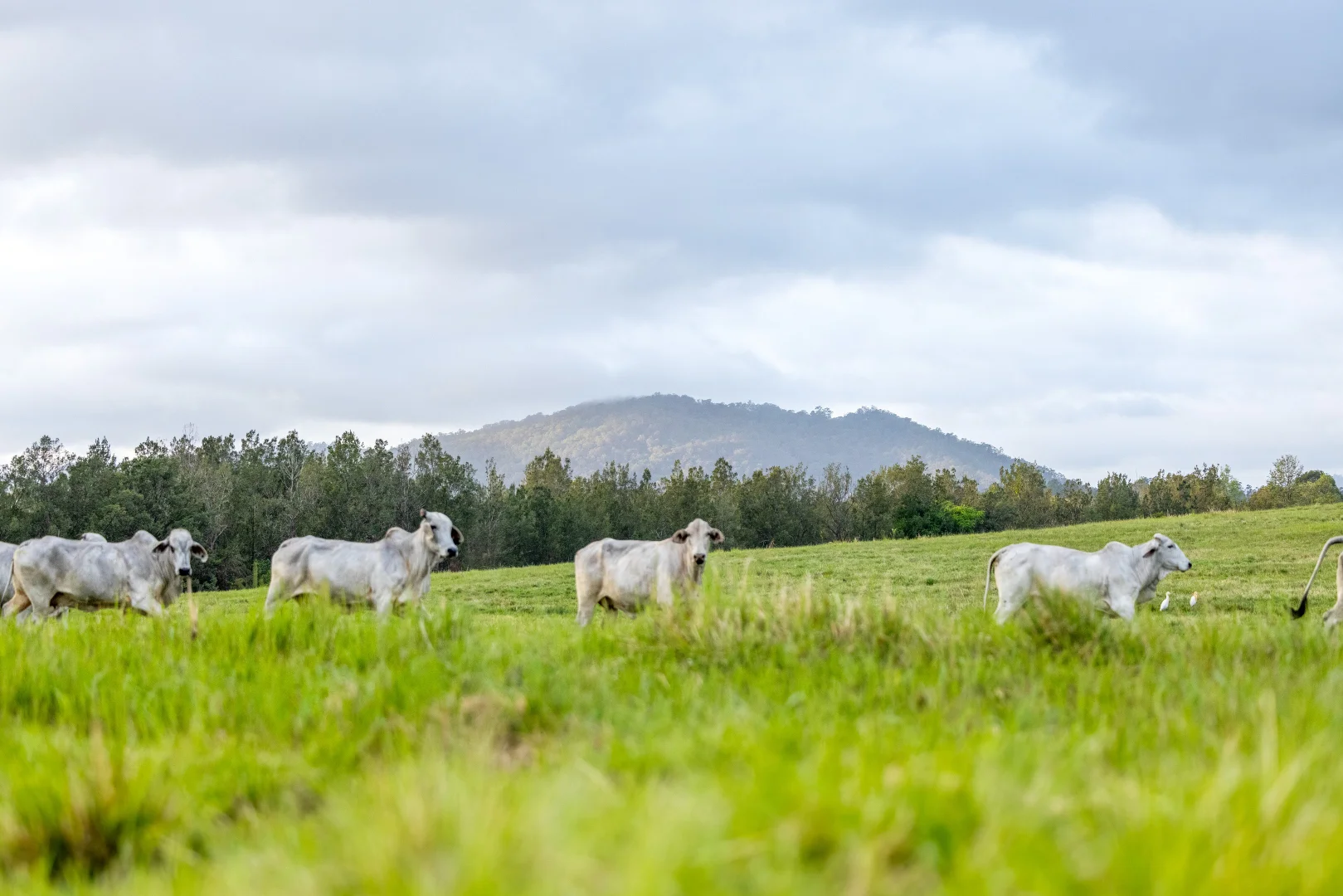 Additional image 11 of 1890 Maleny - Kenilworth Road, Conondale QLD 4552
