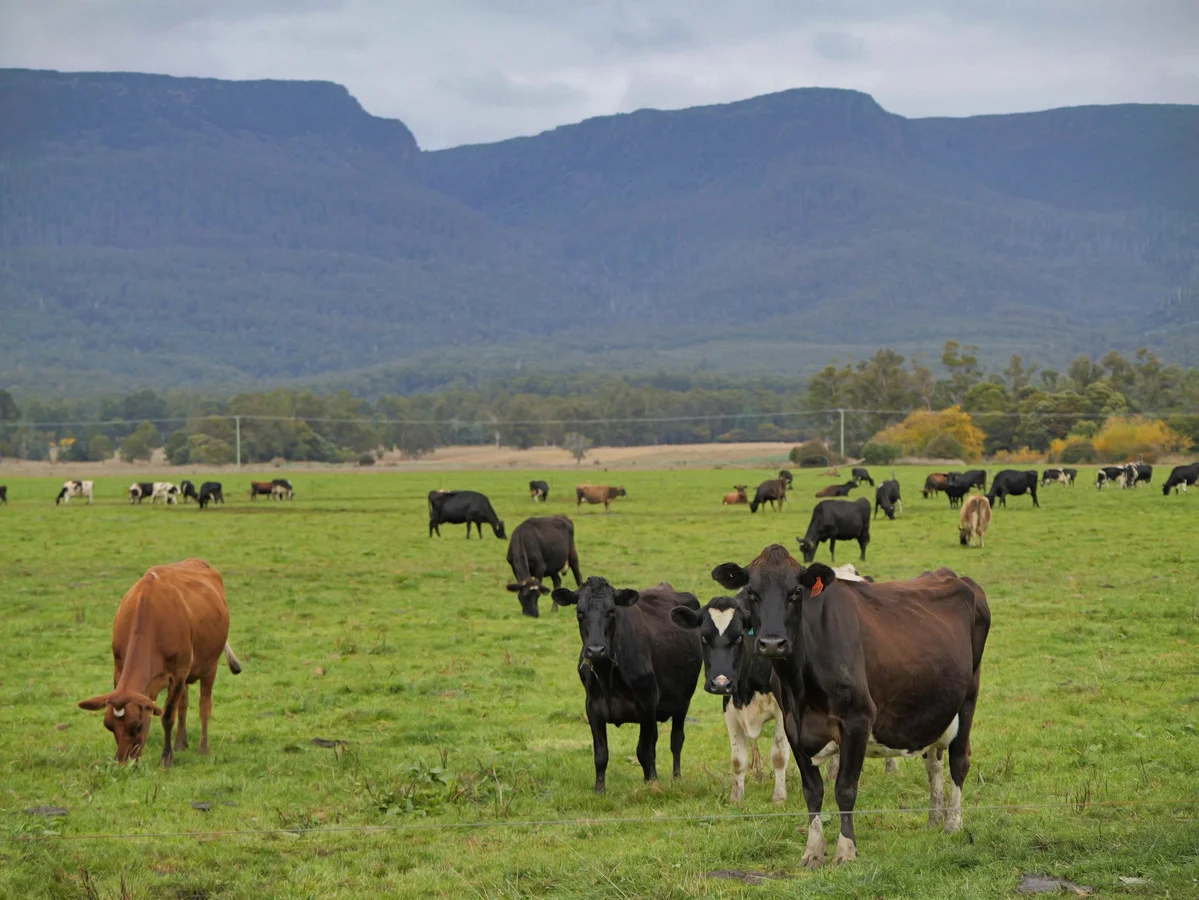 Additional image 5 of 1037 & 1044 Dairy Plains Road, Western Creek TAS 7304