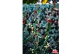 Additional image 43 of 20307 Mobile St, Winnetka, CA, 91306
