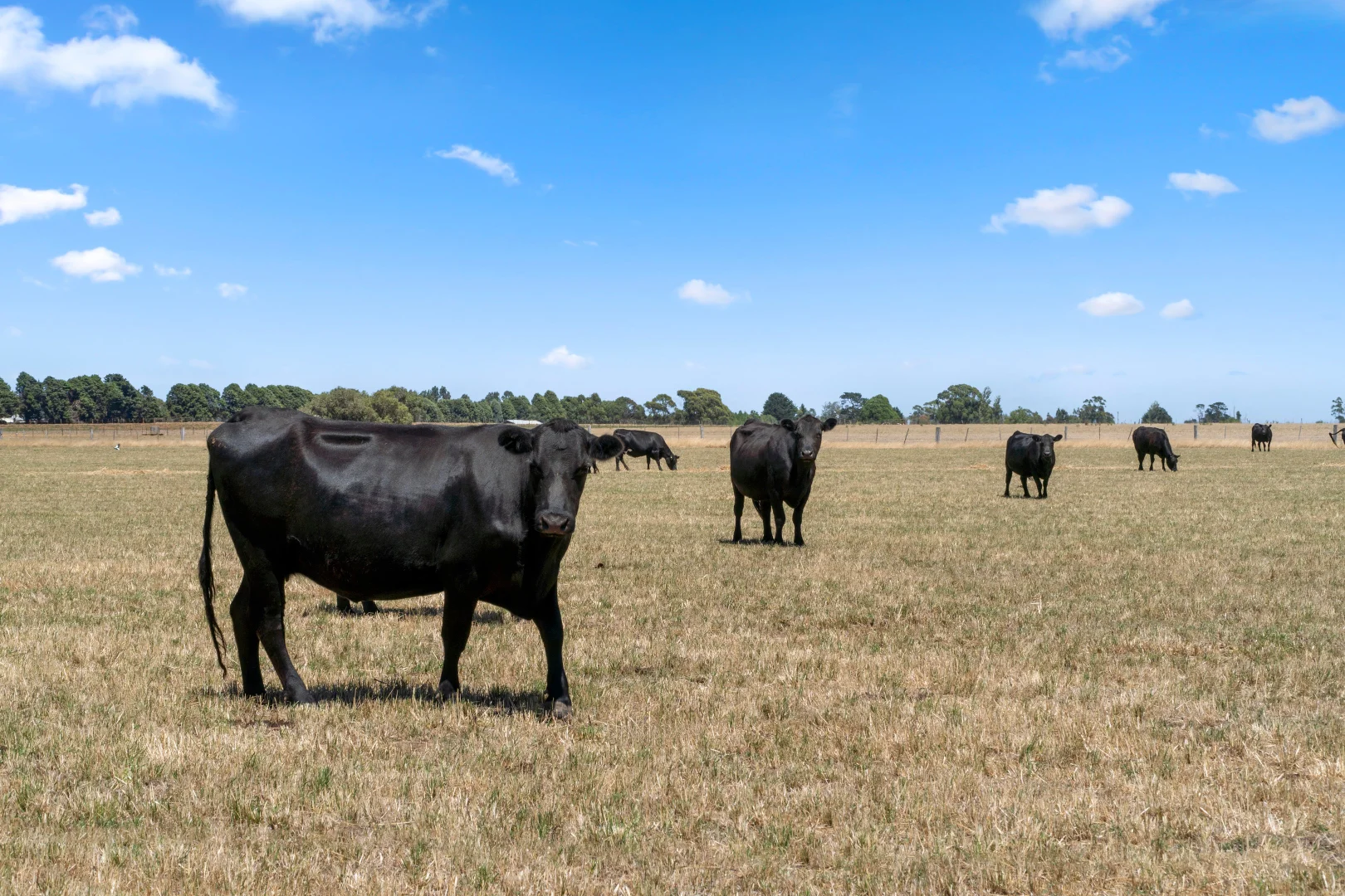 Additional image 10 of 797 Midland Highway, Mount Rowan VIC 3352