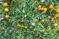 Additional image 24 of 2220 Grove St, Sonoma, CA, 95476