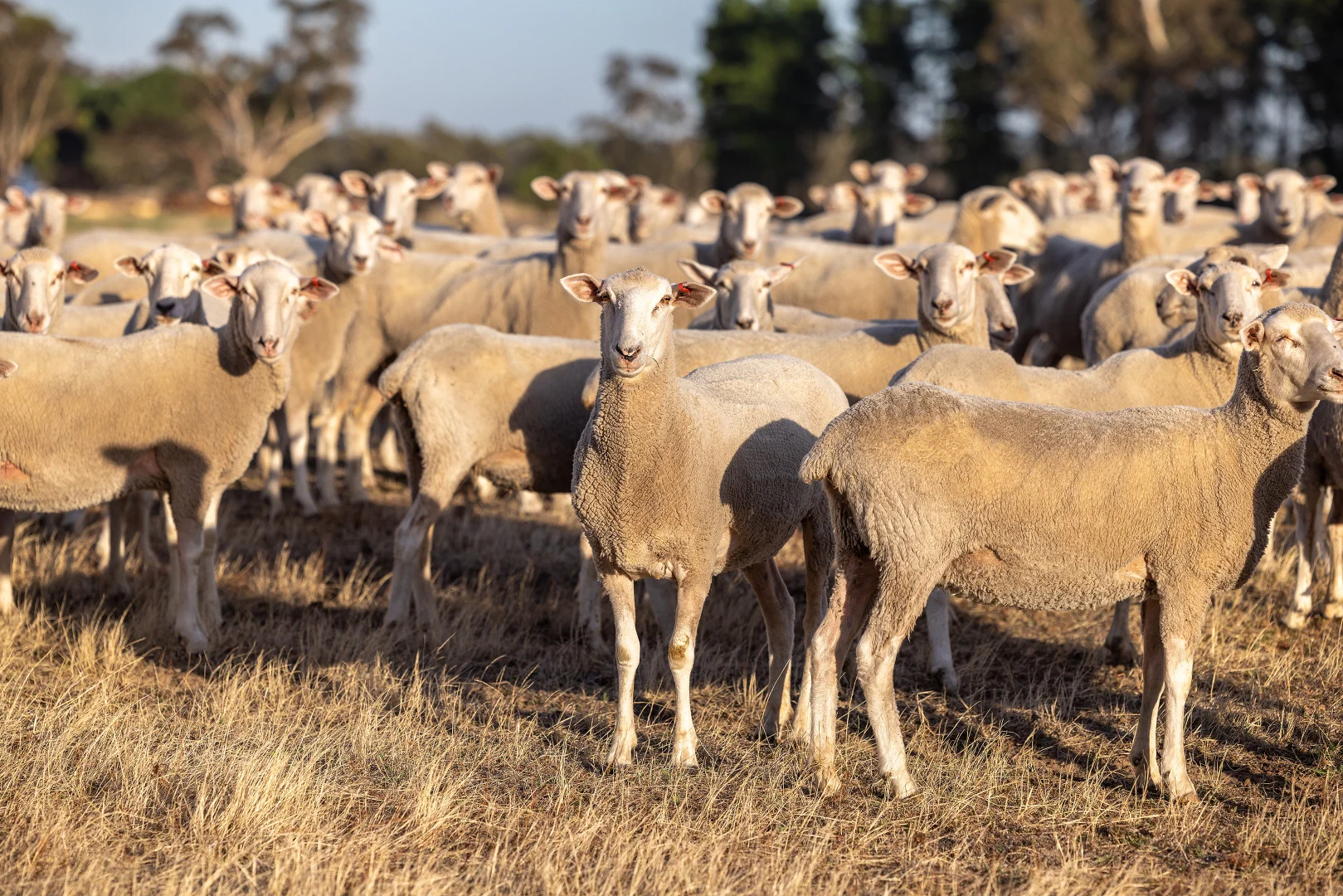 Additional image 18 of 2885 Frances Road, Bordertown SA 5268