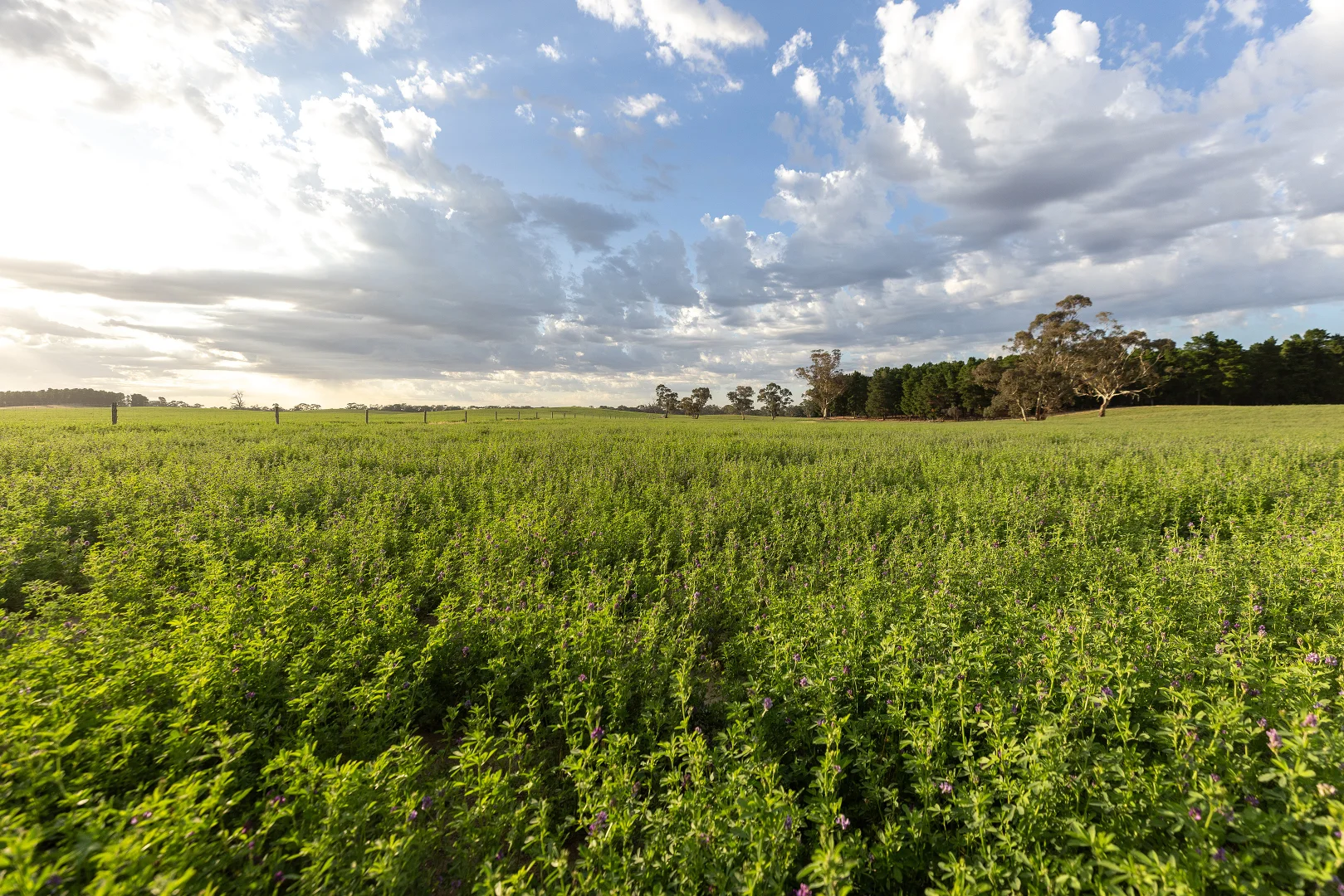 Additional image 2 of 2885 Frances Road, Bordertown SA 5268