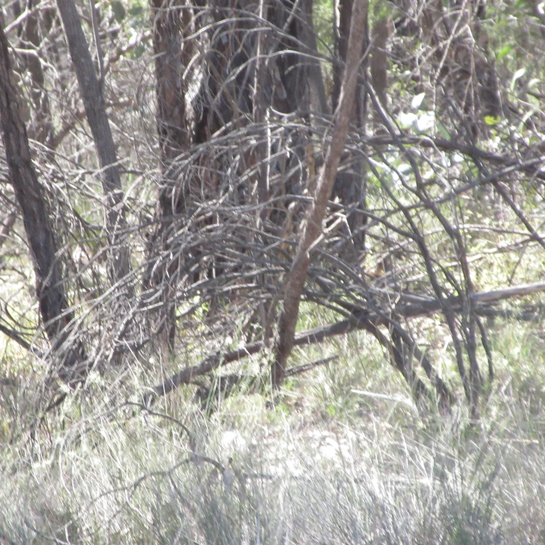 Additional image 4 of Lot 160 Lucky Road, Tara QLD 4421