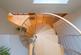 Additional image 36 of Cookney Lodge, Netherley, Stonehaven
