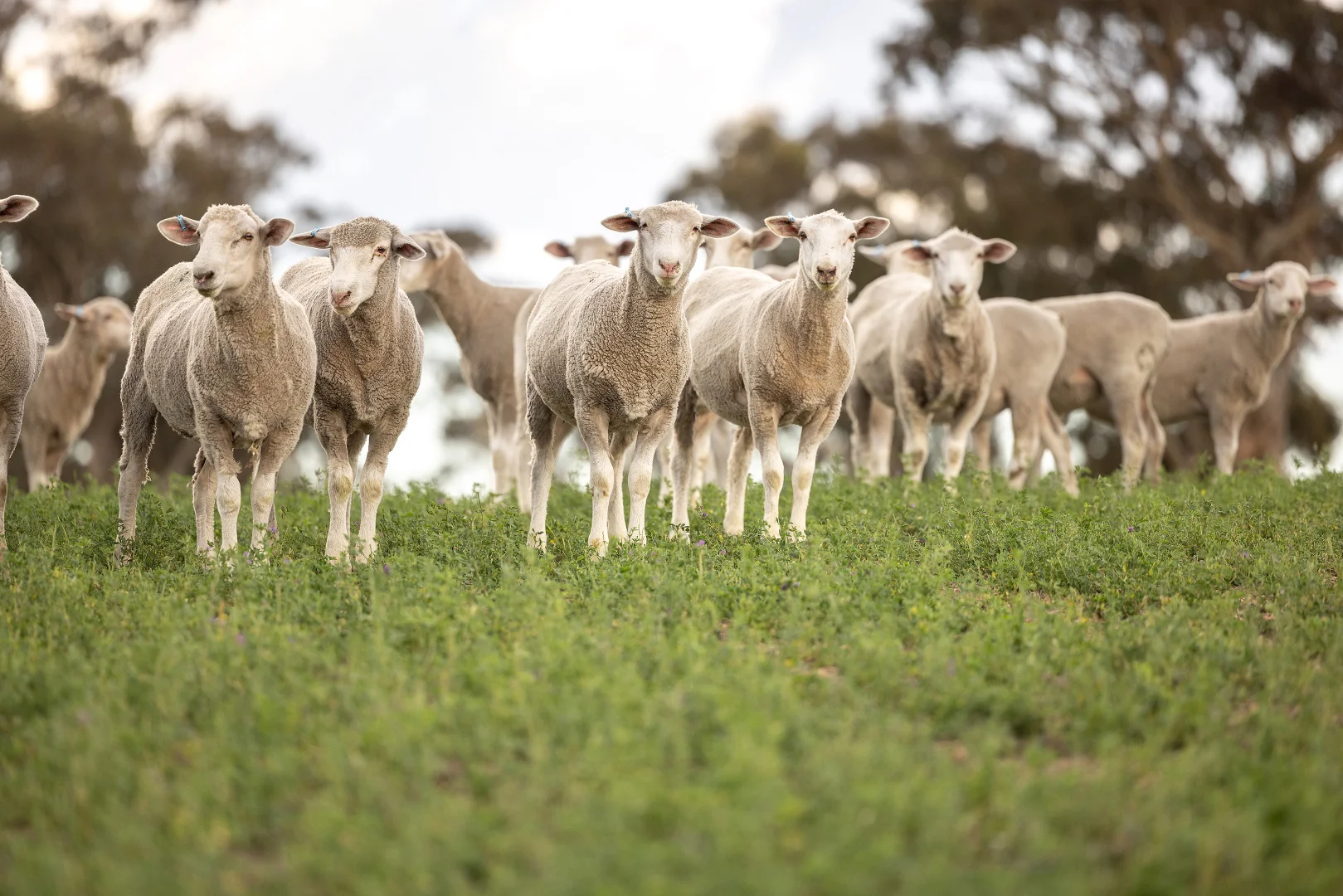 Additional image 14 of 2885 Frances Road, Bordertown SA 5268
