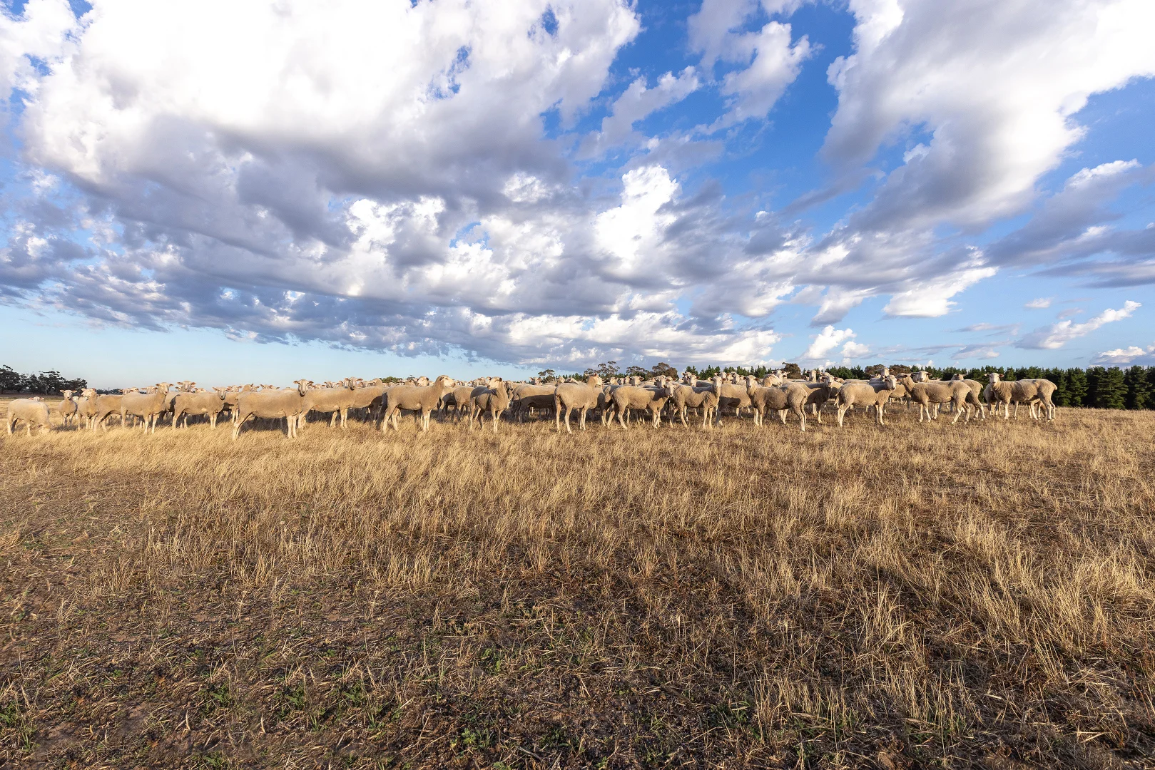 Additional image 19 of 2885 Frances Road, Bordertown SA 5268