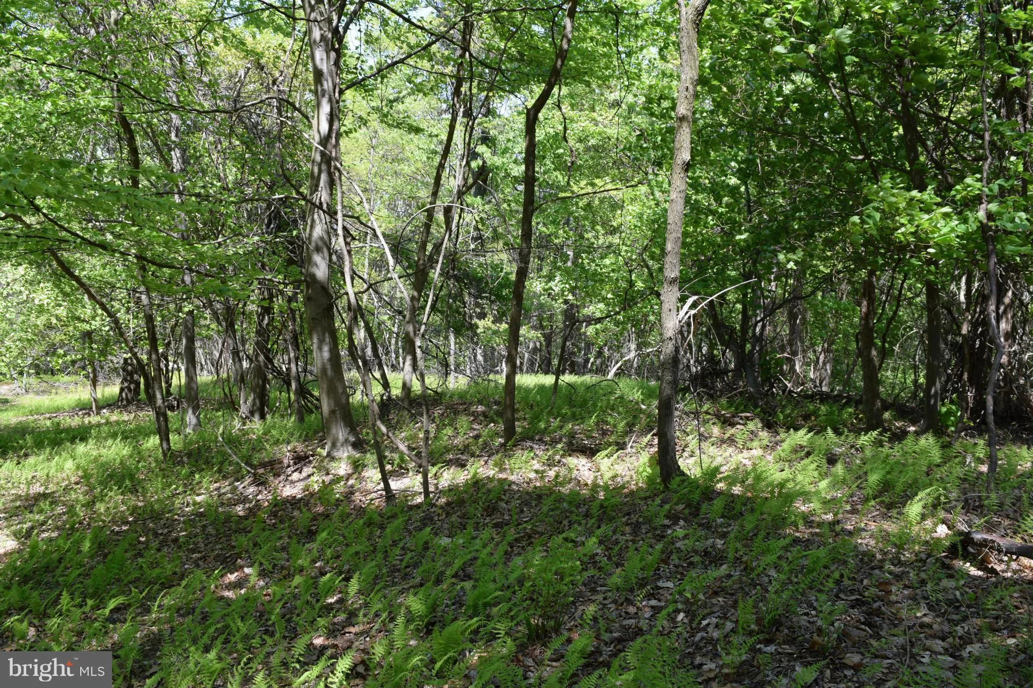 24 Elkhorn Sub Div, Dorcas, WV 26847 photo 2