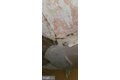 Additional image 61 of 3202 Presbury St, Baltimore, MD, 21216