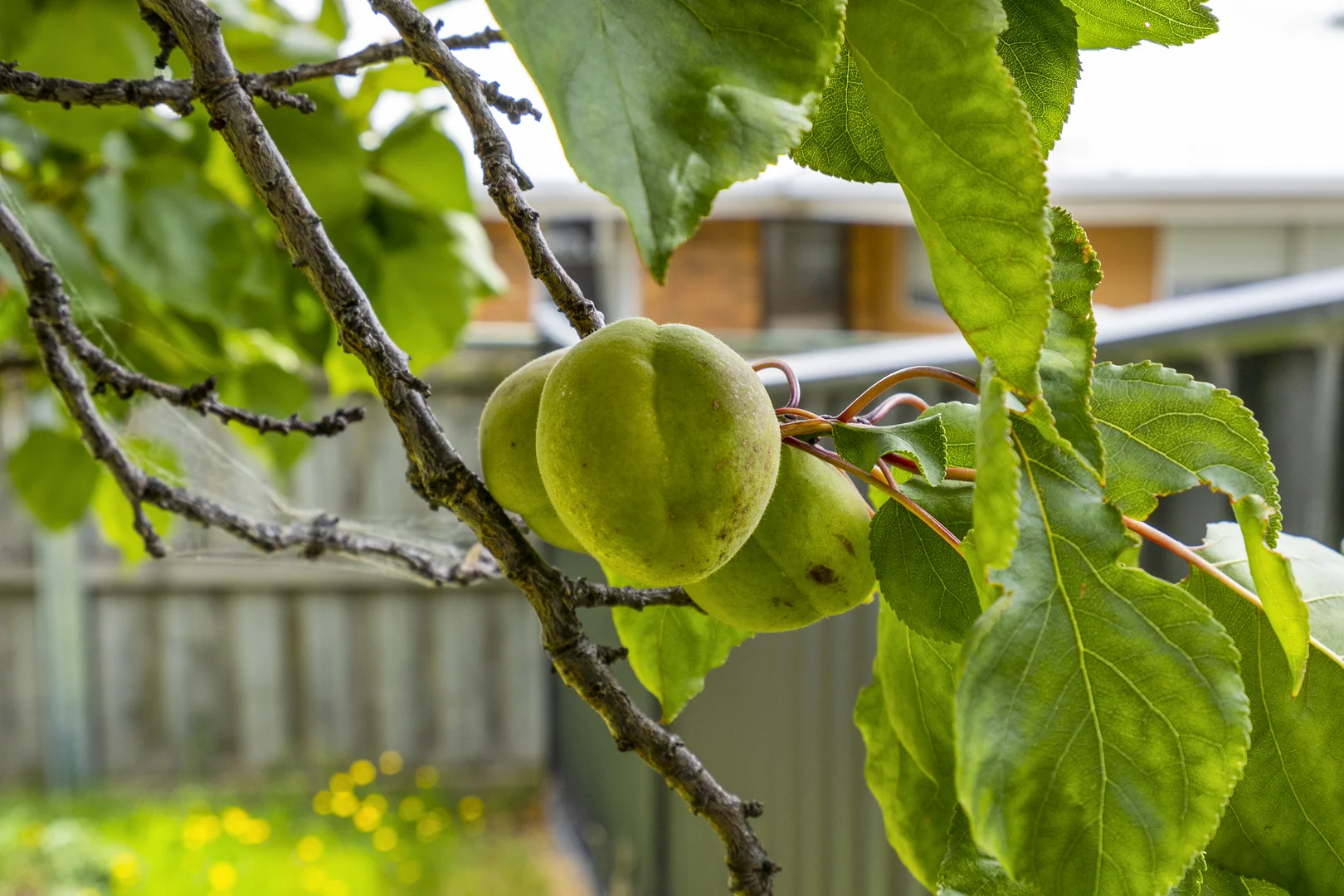 Additional image 15 of 1/8 Beltana Street, Lindisfarne TAS 7015
