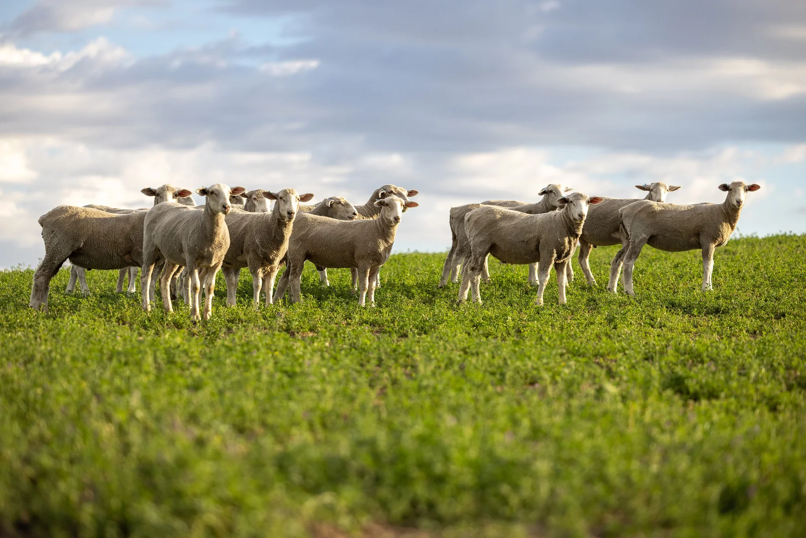 Additional image 13 of 2885 Frances Road, Bordertown SA 5268