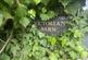 Additional image 6 of Dryslwyn, Carmarthen