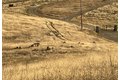 Additional image 15 of Hawk Trl, Shingle Springs, CA, 95682