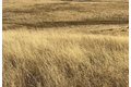 Additional image 13 of Hawk Trl, Shingle Springs, CA, 95682