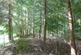 Additional image 4 of Auchentroig Wood, Buchlyvie FK8