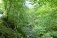 Additional image 5 of Auchentroig Wood, Buchlyvie FK8