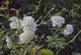 Additional image 14 of Well Oak Park, Exeter