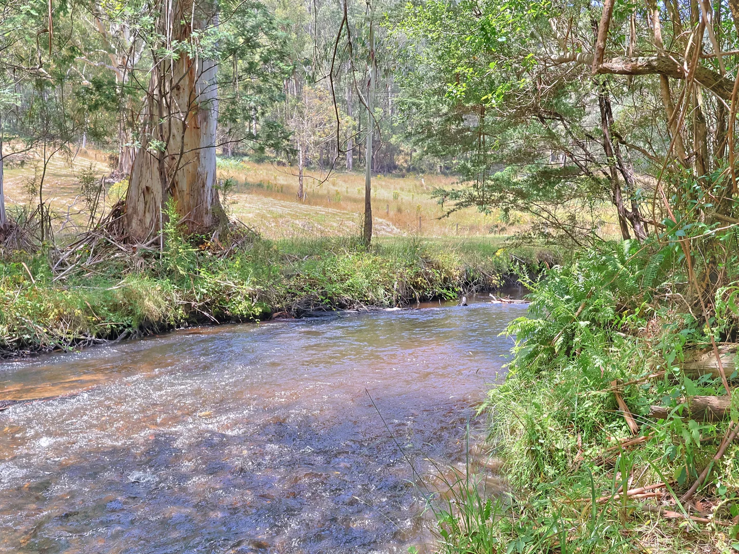 Additional image 3 of 384 Ridge Road, Noojee VIC 3833