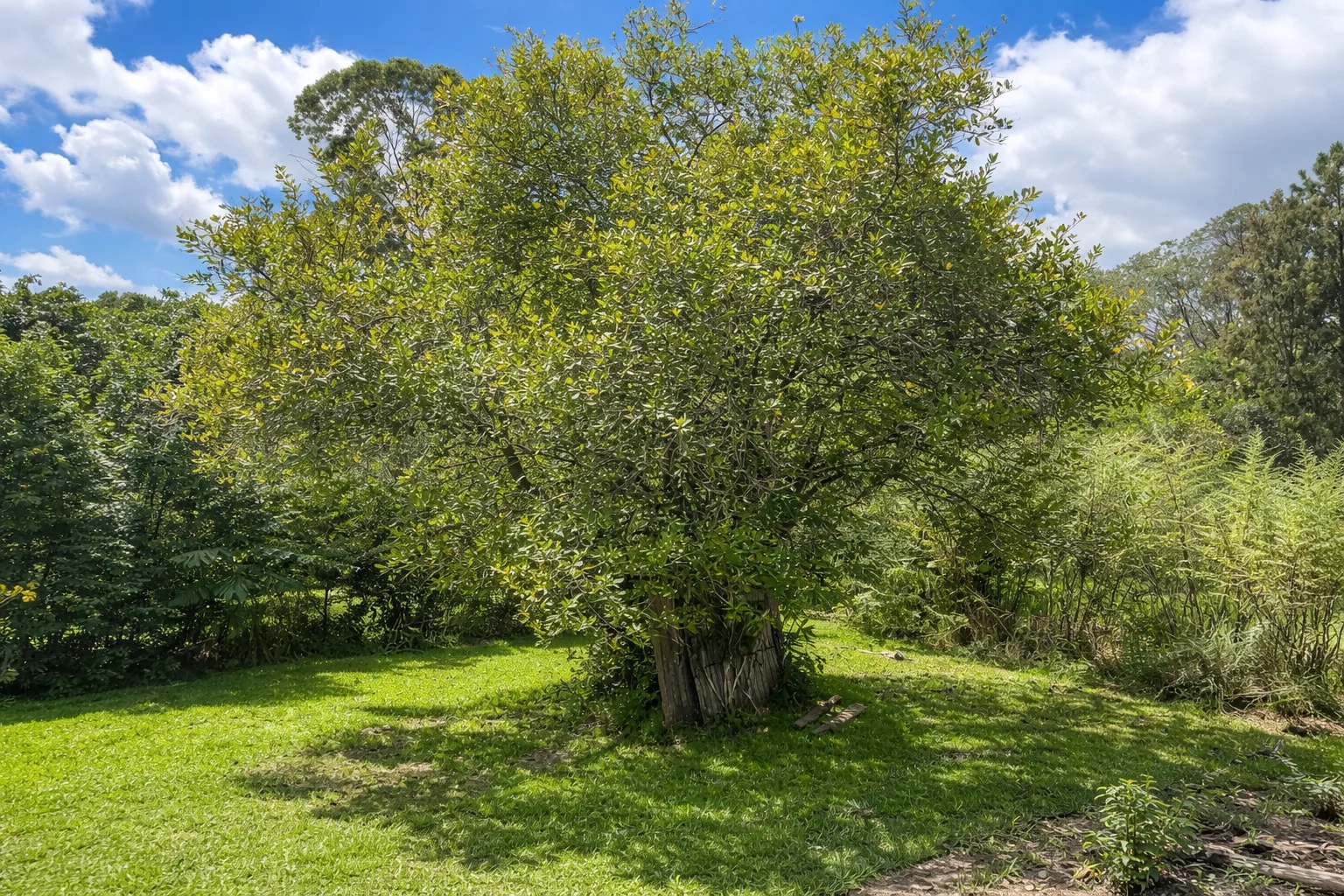 Additional image 6 of 73 Cooroy Mountain Road, Lake Macdonald QLD 4563