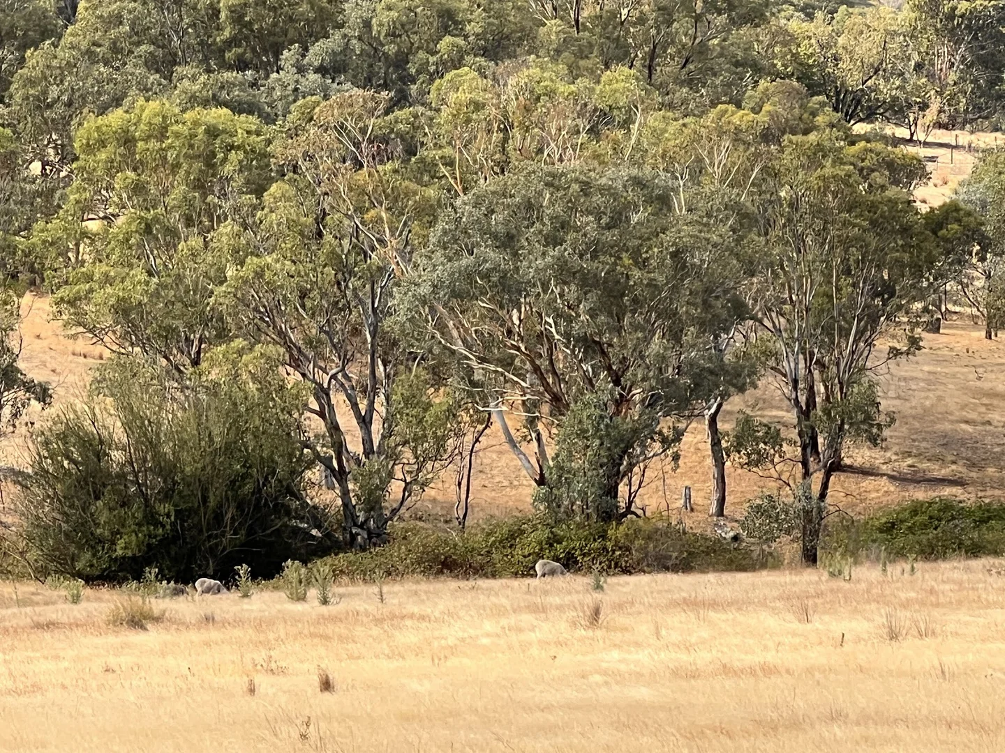 Additional image 16 of Lot 241 Hearn Street, Bigga NSW 2583