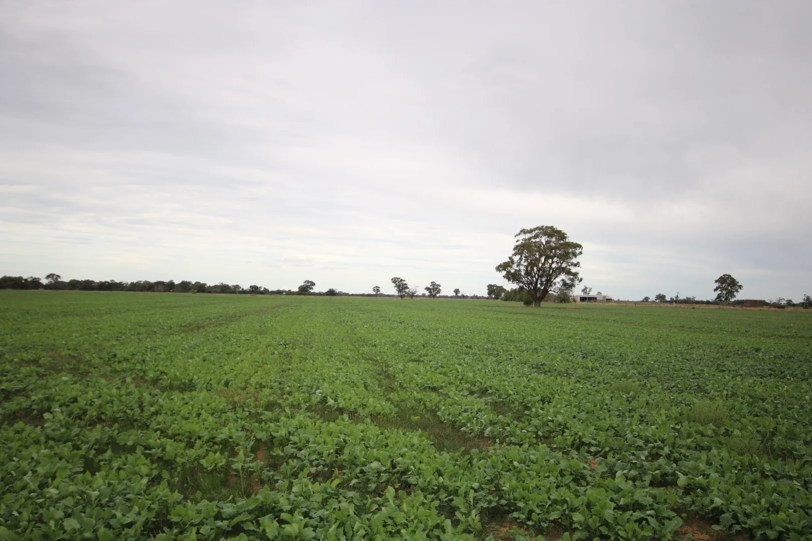 34 Stone Lane, Rochester VIC 3561 photo 4