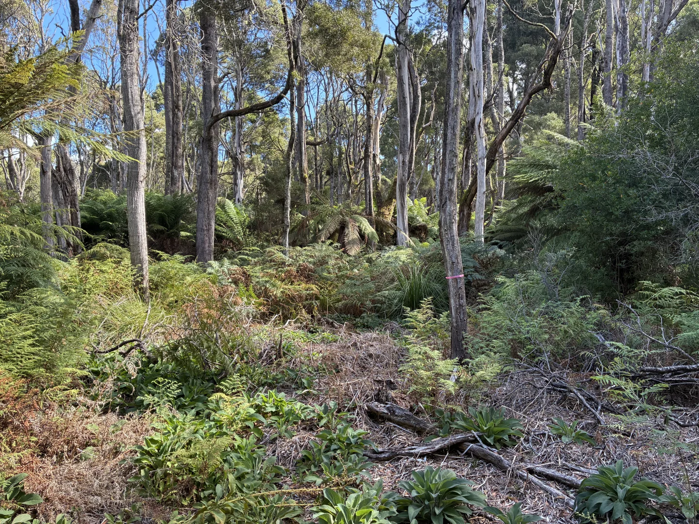 Additional image 7 of 306 Coopers Road, Rocky Cape TAS 7321