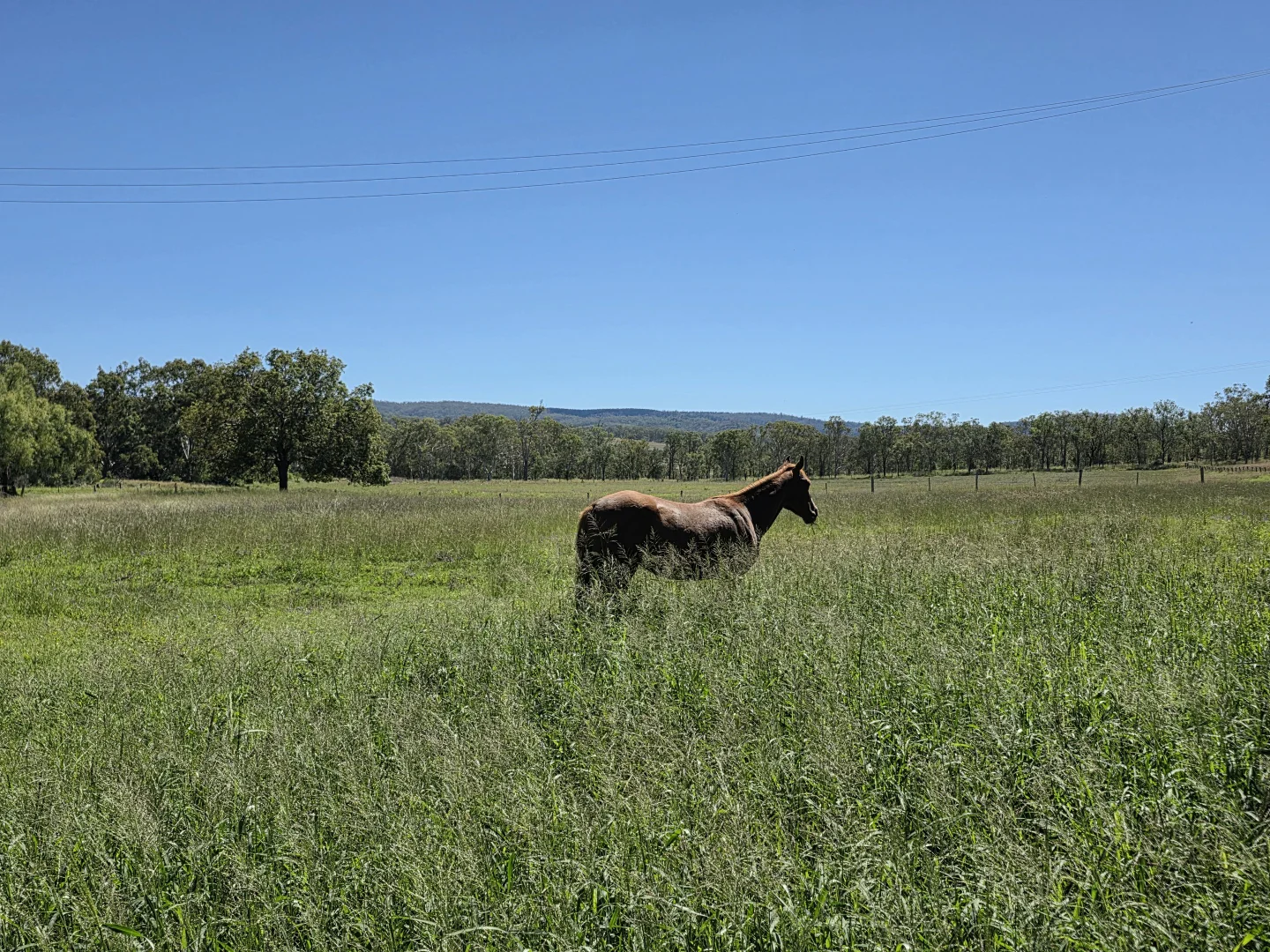 Additional image 31 of 160 Rocky Gully Road, Crows Nest QLD 4355