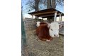Additional image 59 of 4239 Seven Hills Rd, Odin, IL, 62870