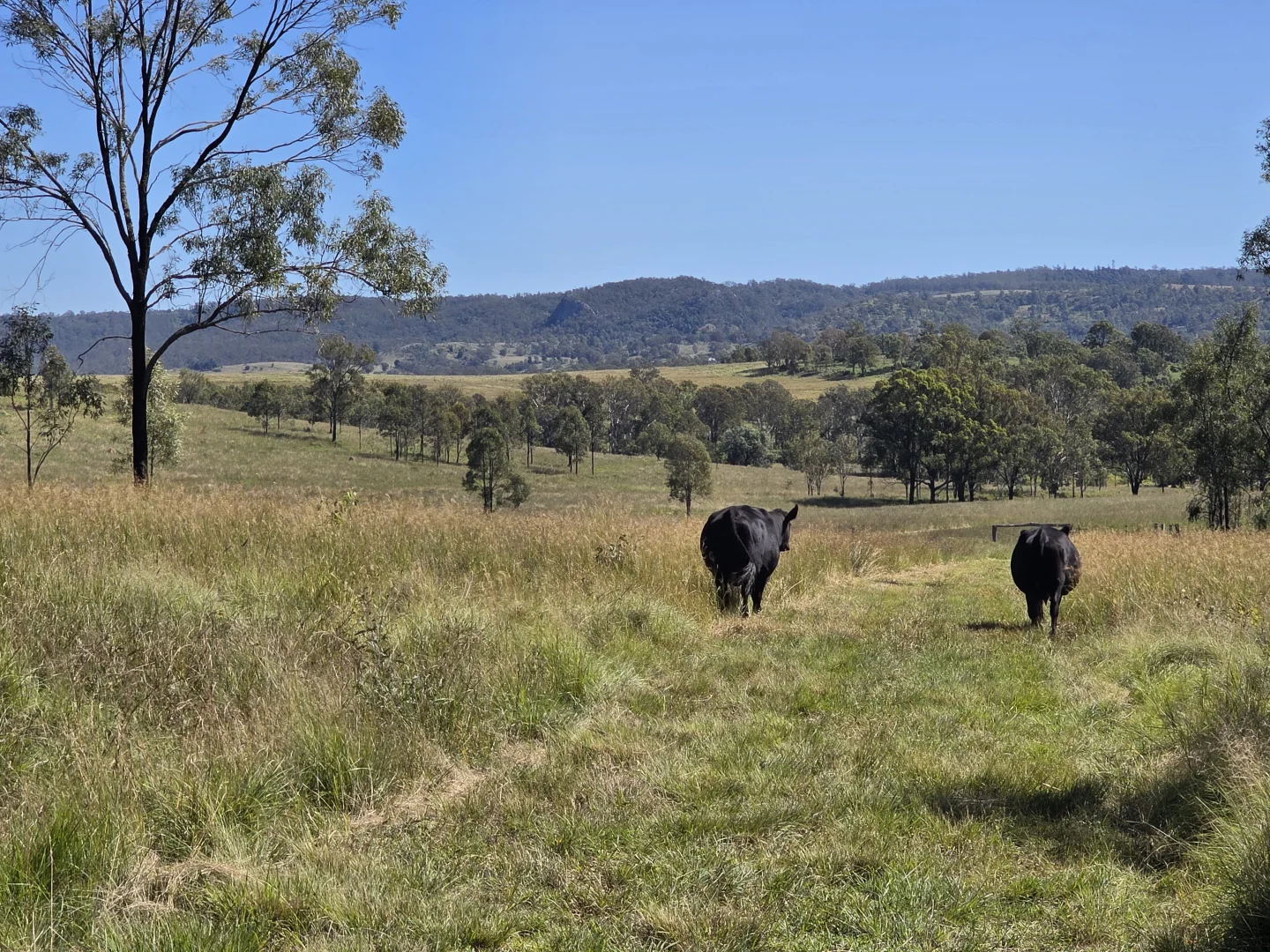 Additional image 7 of 160 Rocky Gully Road, Crows Nest QLD 4355