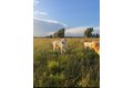Additional image 43 of 4239 Seven Hills Rd, Odin, IL, 62870