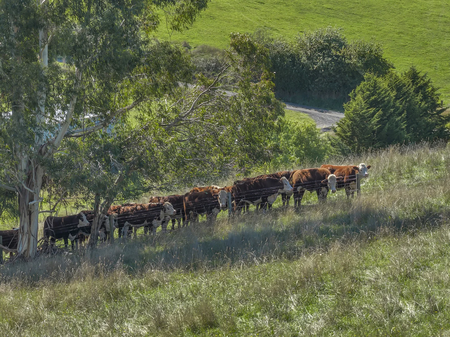 Additional image 24 of 215 Fraser Spur Road, Neerim East VIC 3831
