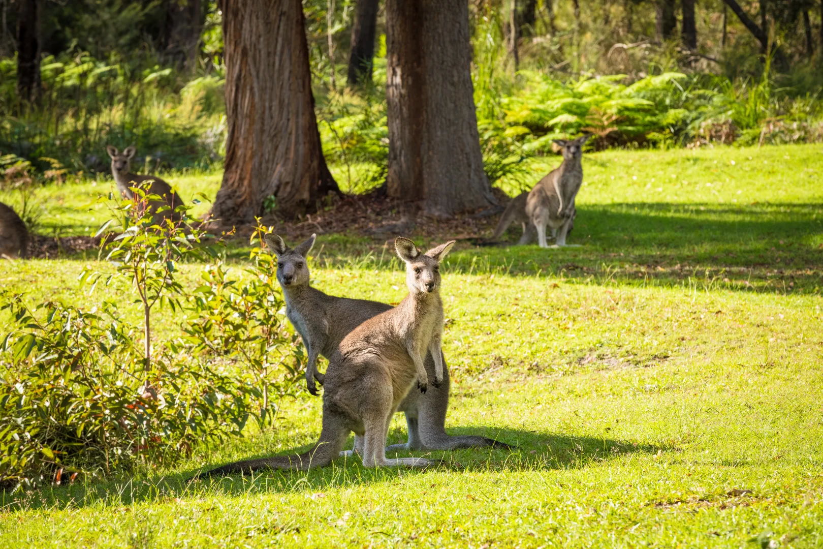 Additional image 7 of 3/111 Widgeram Road, Bournda NSW 2548