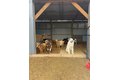 Additional image 53 of 4239 Seven Hills Rd, Odin, IL, 62870