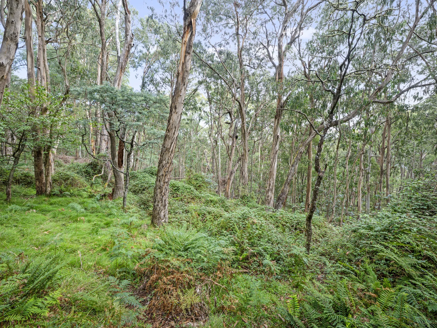 Additional image 6 of 62 Shane Lane, Tolmie VIC 3723