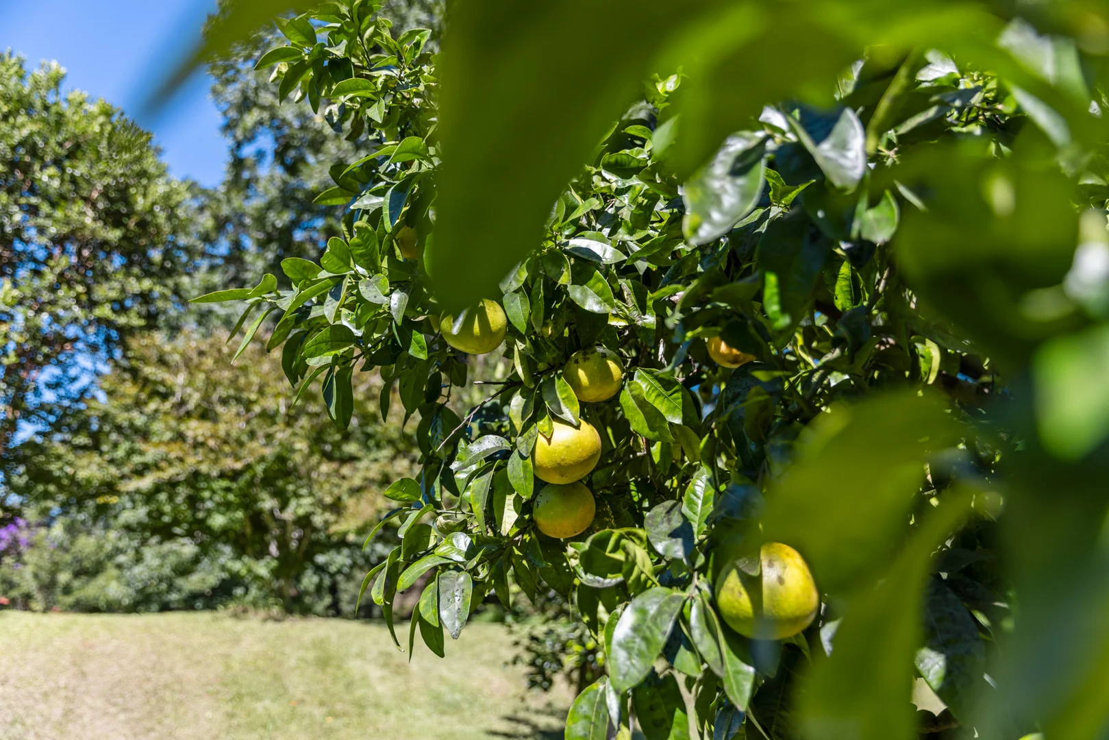 Additional image 21 of 1476 Darkwood Road, Bellingen NSW 2454