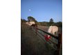 Additional image 15 of 30 Pacific View Ter, Watsonville, CA, 95076