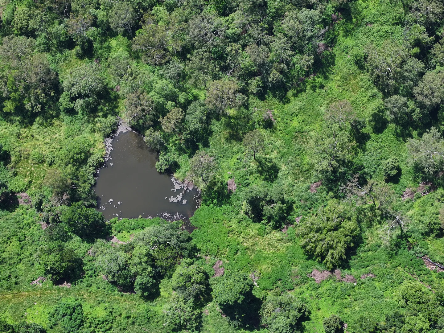 Additional image 7 of 227 Olletts Road, Habana QLD 4740