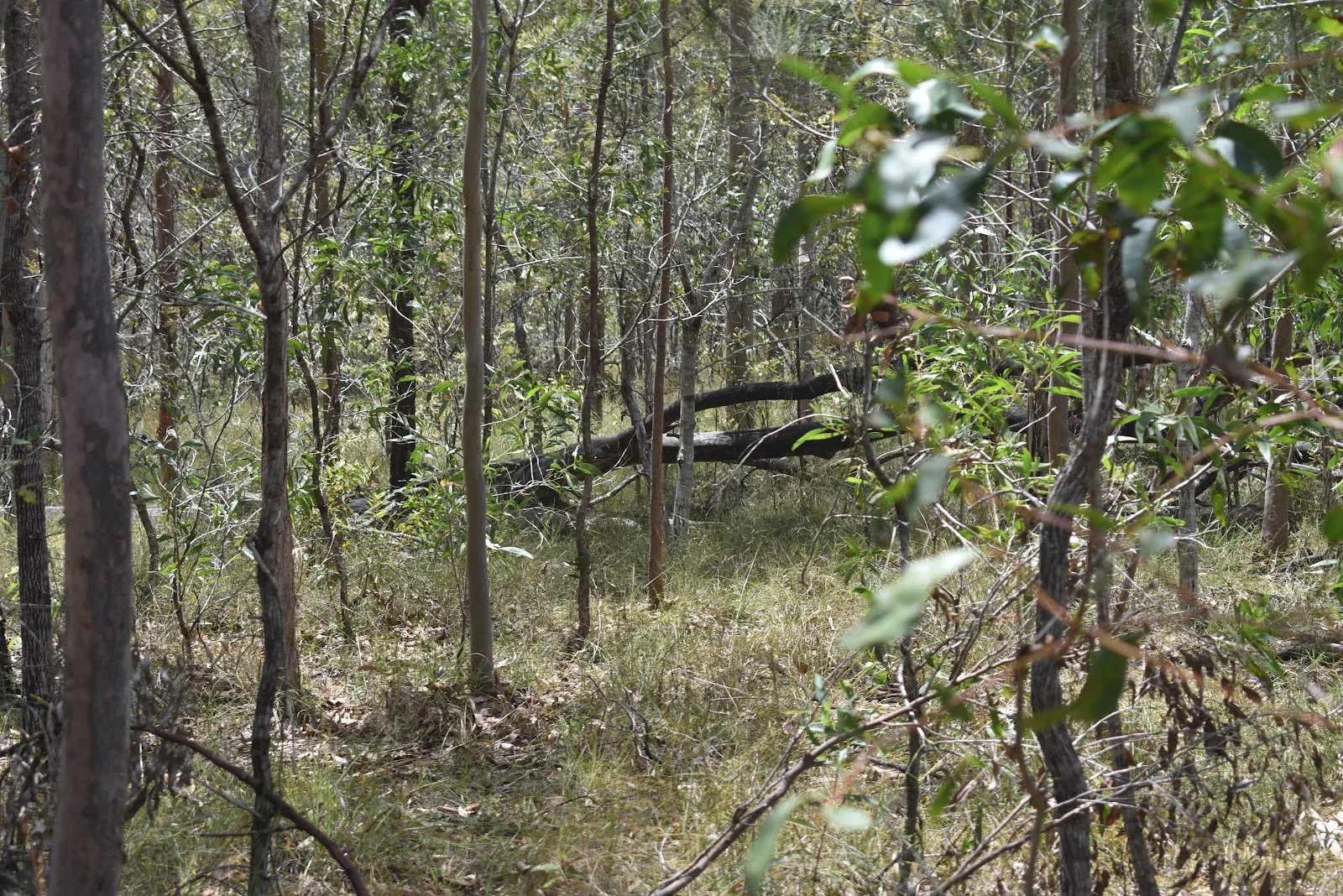 Additional image 6 of Lot 80 Keenes Road, Bauple QLD 4650