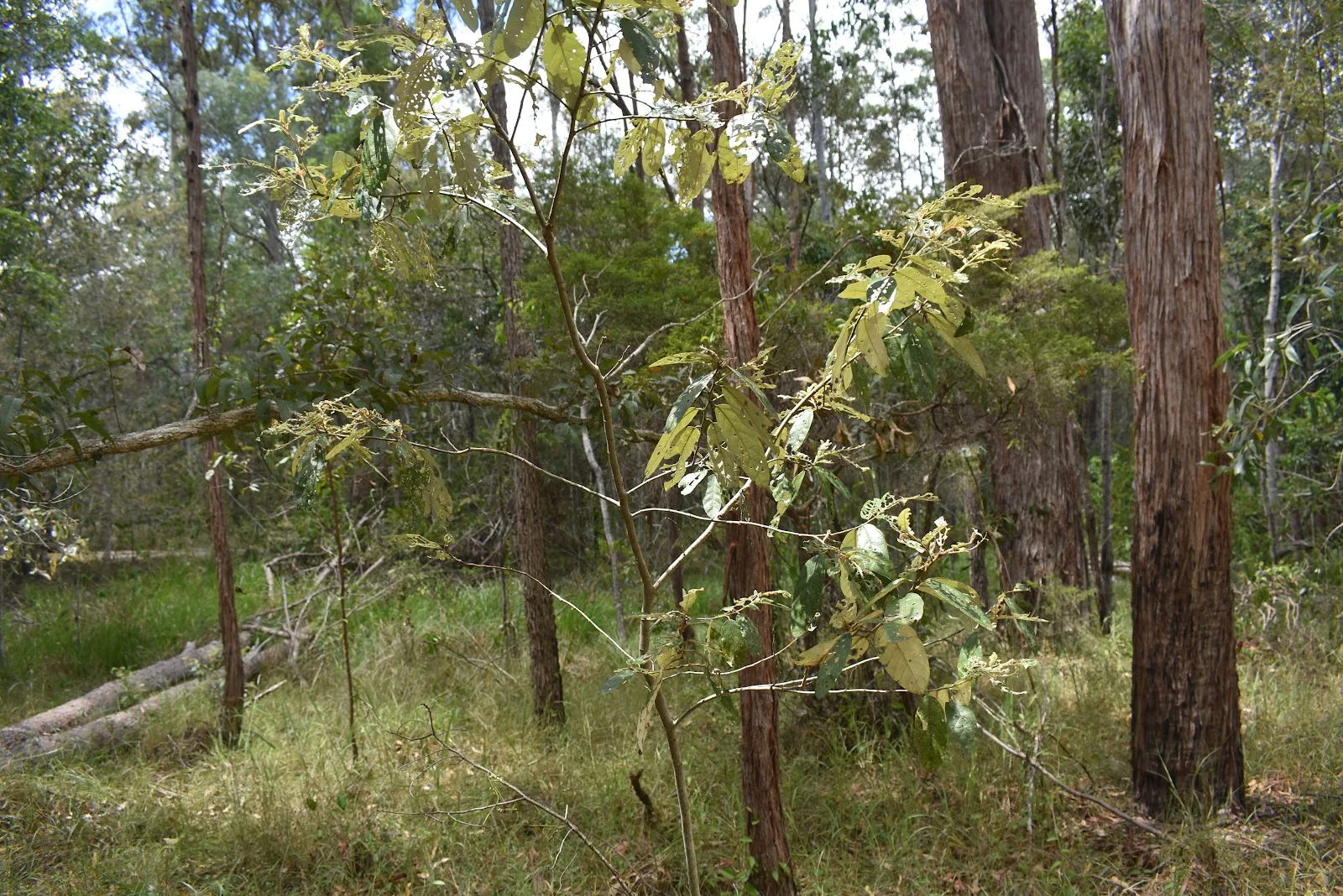 Additional image 7 of Lot 80 Keenes Road, Bauple QLD 4650
