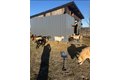 Additional image 56 of 4239 Seven Hills Rd, Odin, IL, 62870