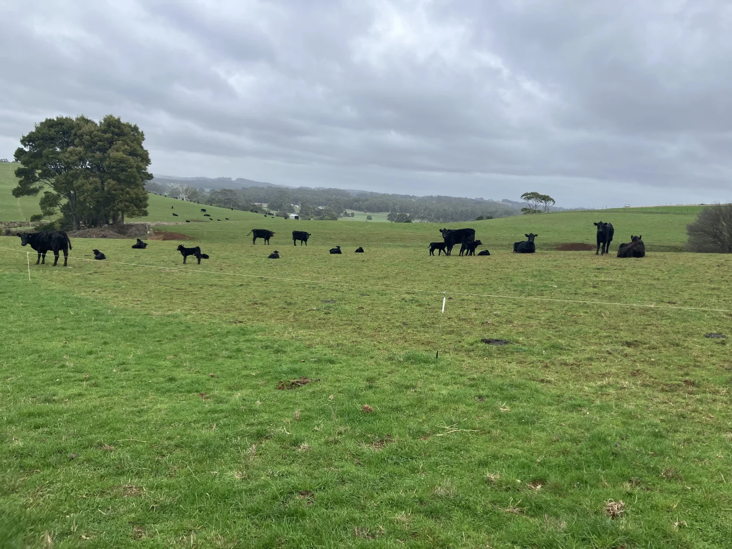 Additional image 2 of 16797 Bass Highway, Flowerdale TAS 7325