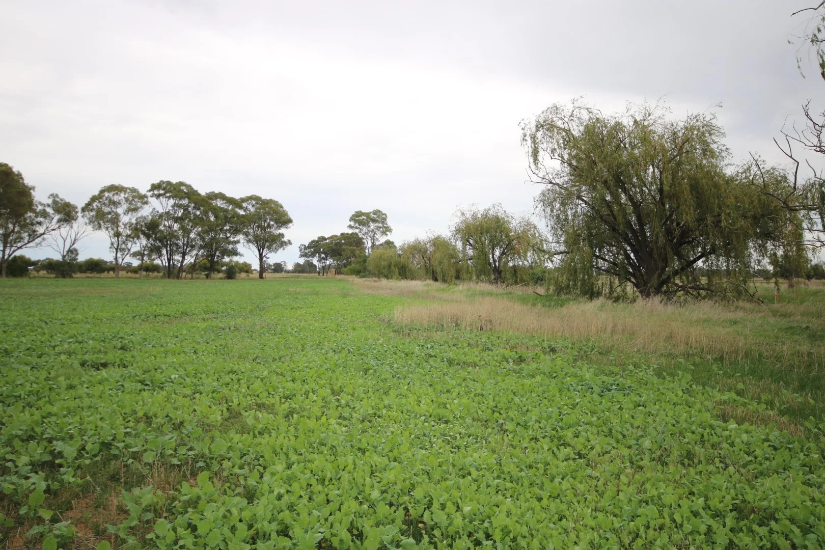 34 Stone Lane, Rochester VIC 3561 photo 3