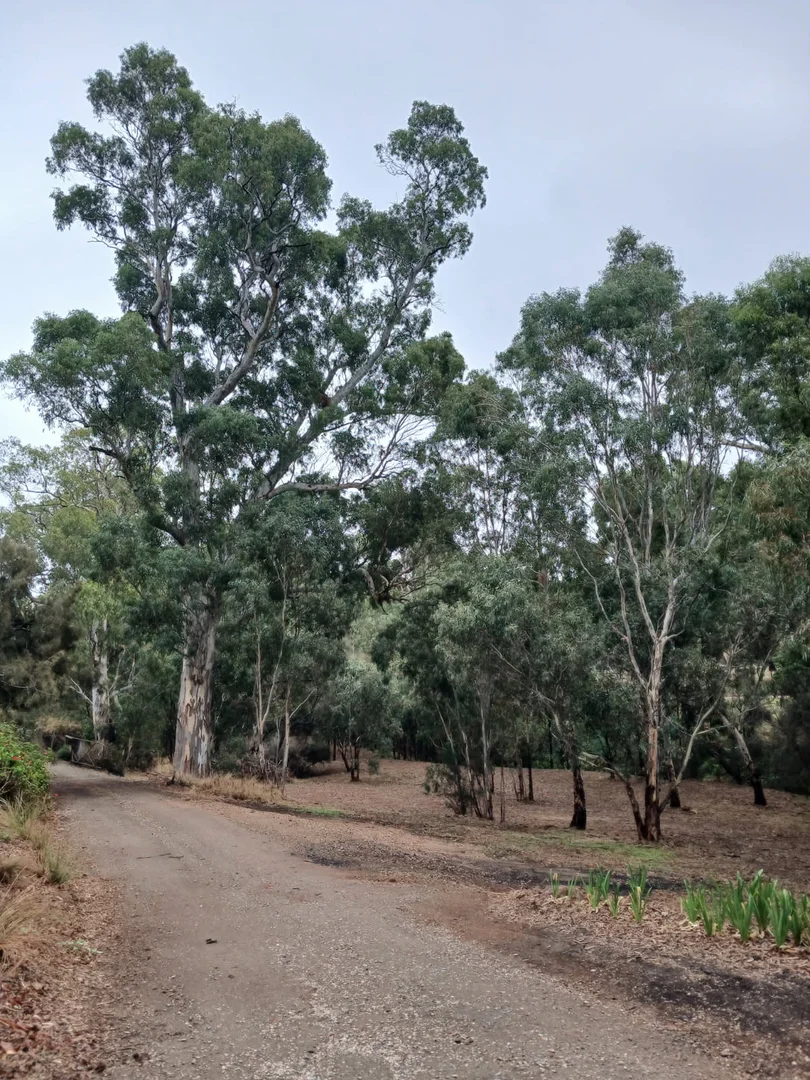 33 Cut Hill Road, Kangarilla SA 5157 photo 4